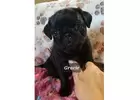 Pugs for sale near me| Cheap Pug puppies| Pug Puppies For Adoption